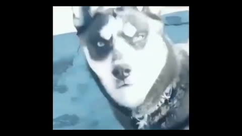 the adopted dog