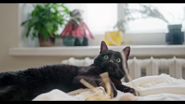 World Most Funny Cats and Cute Kittens Video ।। Cats and Kittens show Funny Gesture।।