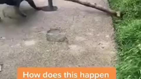 This dog take the internet on storm