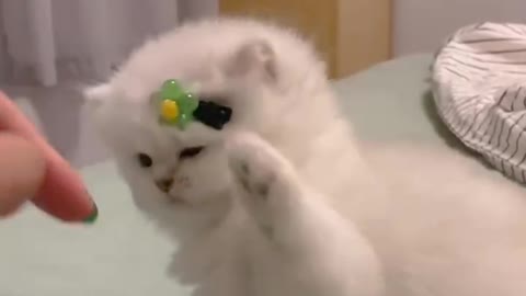 The cat shook my hand