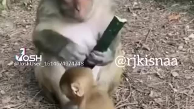 You will also be surprised to see what the monkey wants to do?