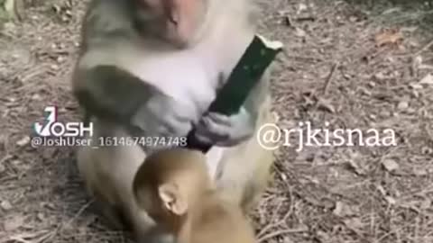 You will also be surprised to see what the monkey wants to do?