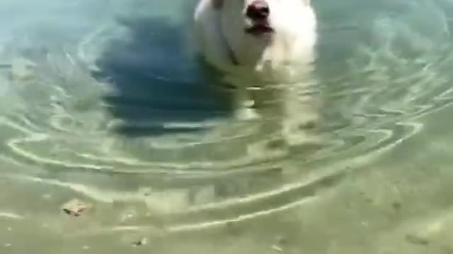Funny Animal Videos
