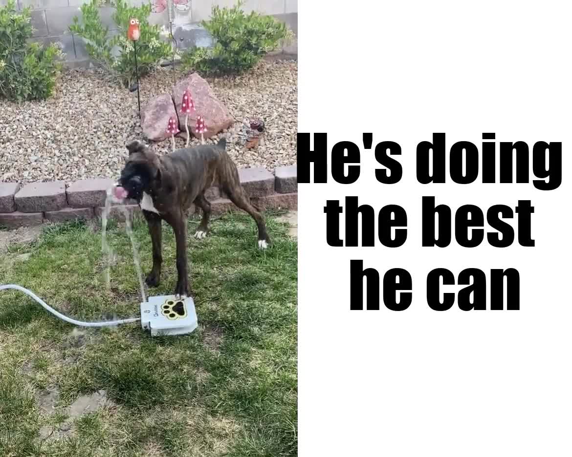 Dog trying his best to drink water