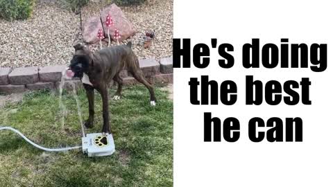 Dog trying his best to drink water