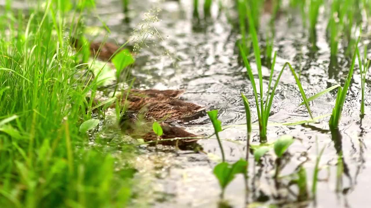 a group og ducks swimming in the lake