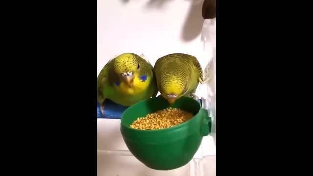 The little baby bird grow himself part 5