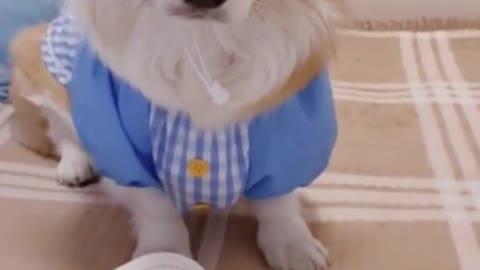 Funny Cute Puppy
