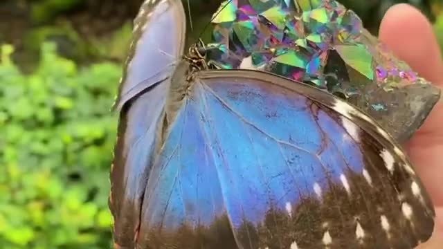 Beautiful Butterfly you have ever seen