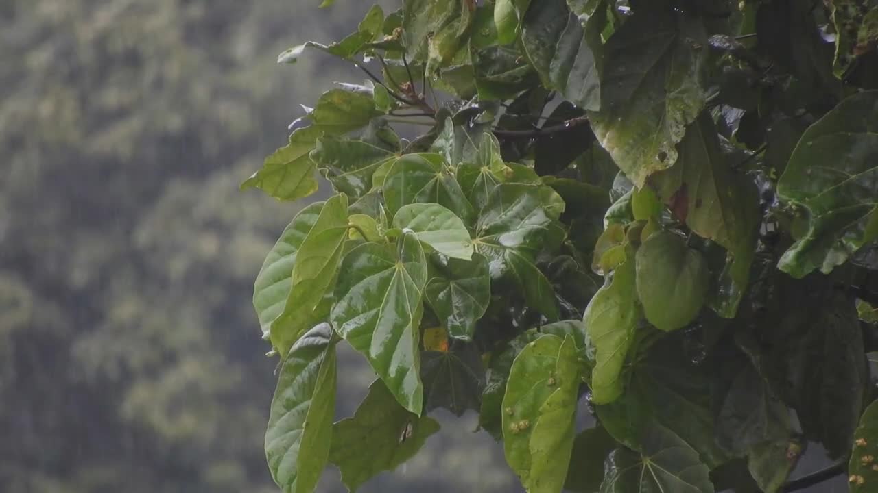 relaxing rain sound for sleep sound of rain in the trees