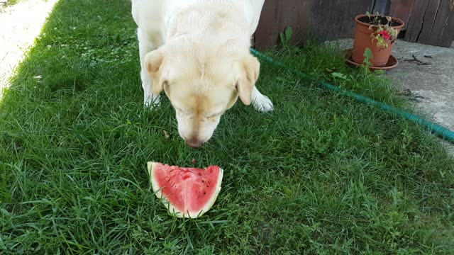 Hilarious labrador eat watermelon