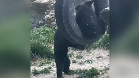 These two little black bears are playful, smart animals.