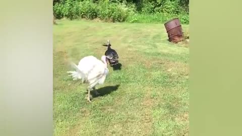 Funny Videos Animals - Funniest Turkey Compilation - | LIFE FUNNY PETS 🐯🐶