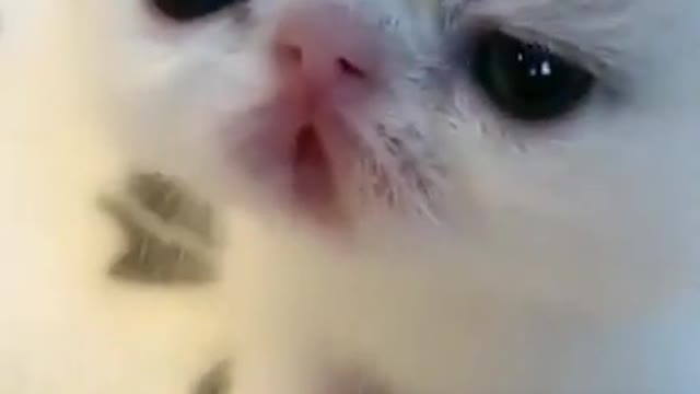 Cute cat training video