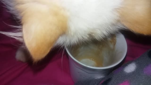 Most funny cat ever - persian cat drinking coffee