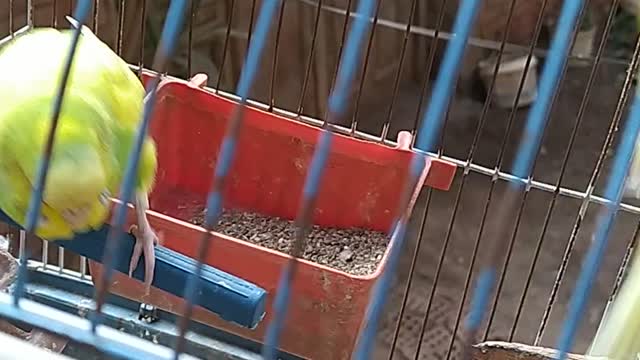 beautiful birds