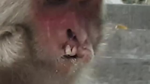 Cute monkey | feeding monkey