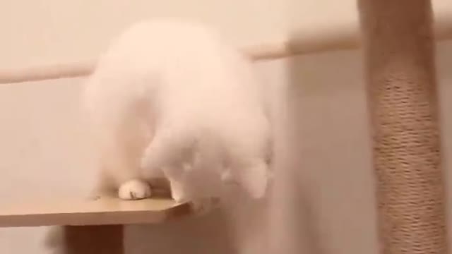 Cats like to scratch their heads when driving away their mates!