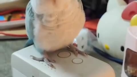 Have you ever seen a parrot that understands music so well?