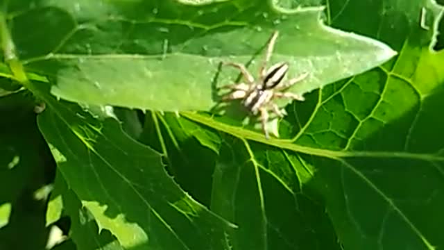 Insect Attack