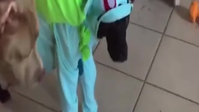 Costumed animals 🥰 having fun with their
