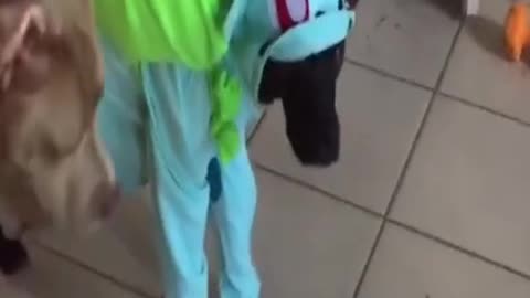 Costumed animals 🥰 having fun with their