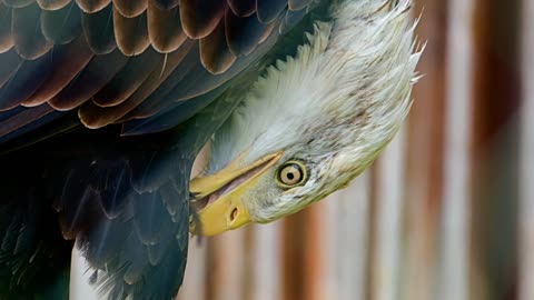 Sea eagle