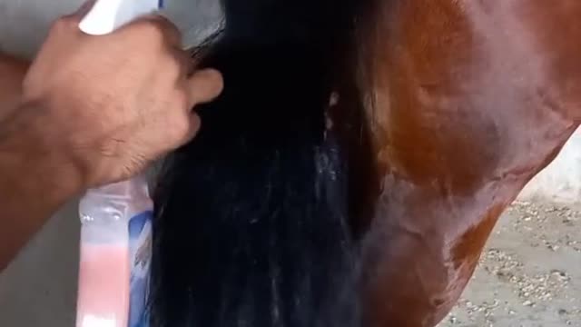 Horses video-funny big horses video