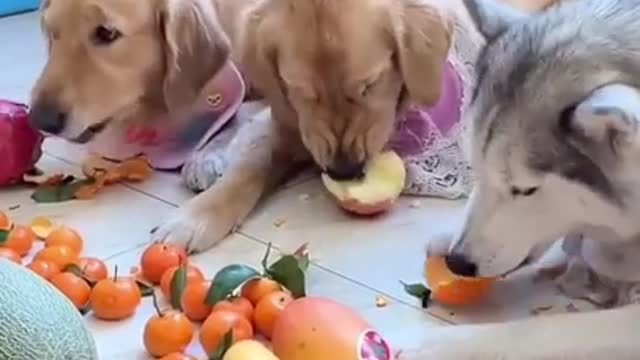 Funny VideoI can’t stop Laughing with these dogs