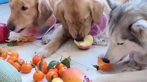 Funny VideoI can’t stop Laughing with these dogs