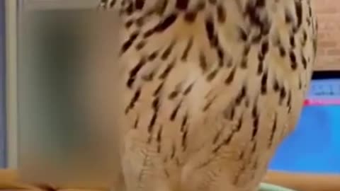 Best Animals Funny Videos