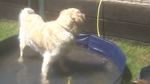 Retriever Digby & Spaniel Ralph having a cool down .