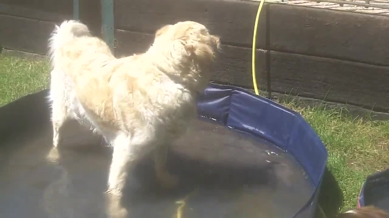 Retriever Digby & Spaniel Ralph having a cool down .