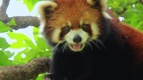 Red Panda