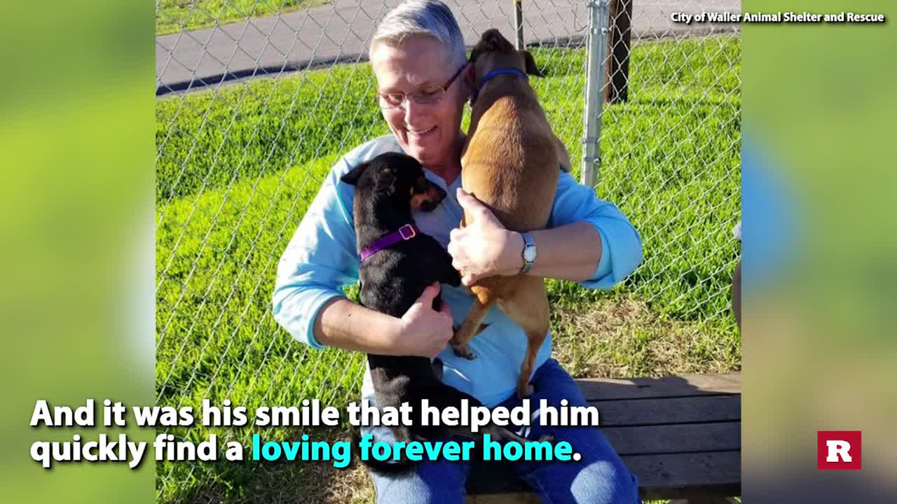 Shelter dog wins internet with smiling face | Rare Animals