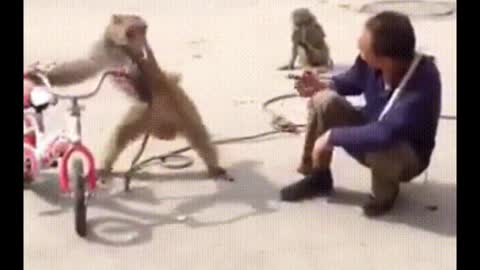 Funniest Monkey - cute and funny monkey videos (Copyright Free) Full HD