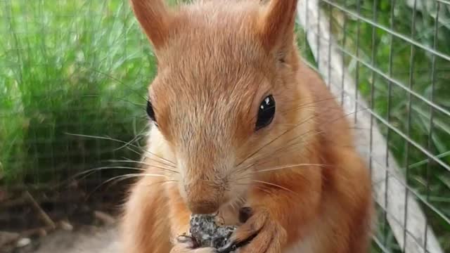 Cute squirrel