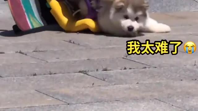 Funniest and Cutest Puppies