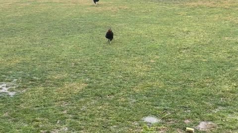 Farm Animal Meeting Could Have Been an Email