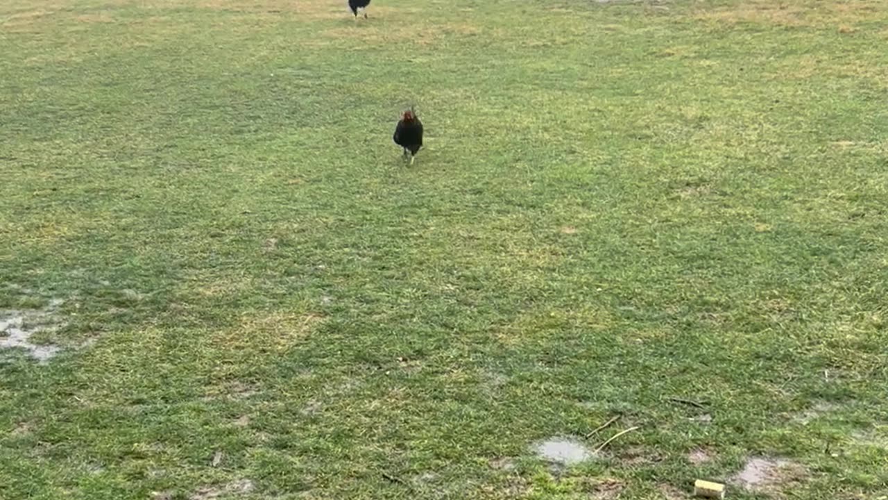 Farm Animal Meeting Could Have Been an Email