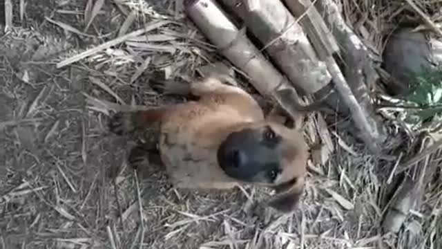 The little dog is always with me
