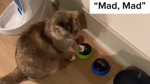 Cute and Funny Cat Videos Compilation - PART 115