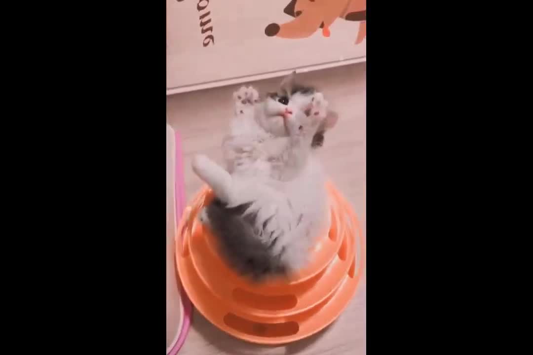 Funniest Cats ang dogs
