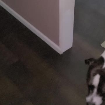 Obedient pitbull comes with just a hand wave