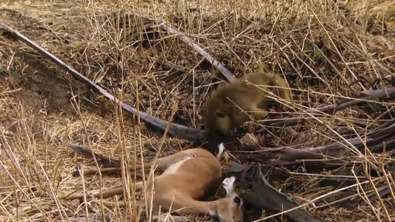 Cheetah emotional vs amazing video clip