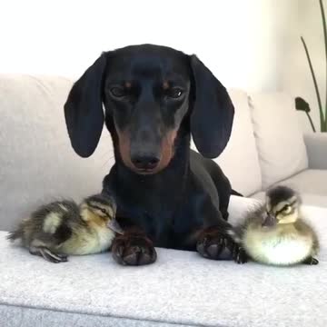 Those eyes so cute always be best friends forever