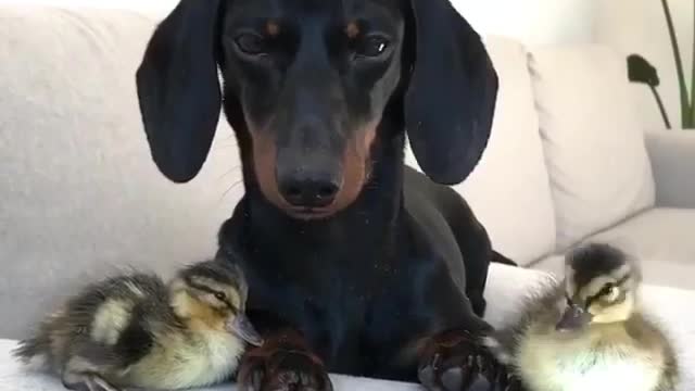 Those eyes so cute always be best friends forever