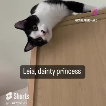 Leia dainty & warrior princess