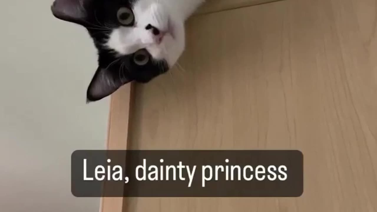 Leia dainty & warrior princess