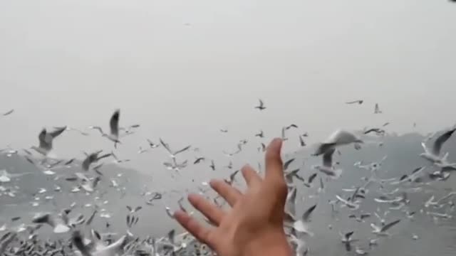 Wing,lift,flight, nature at its best